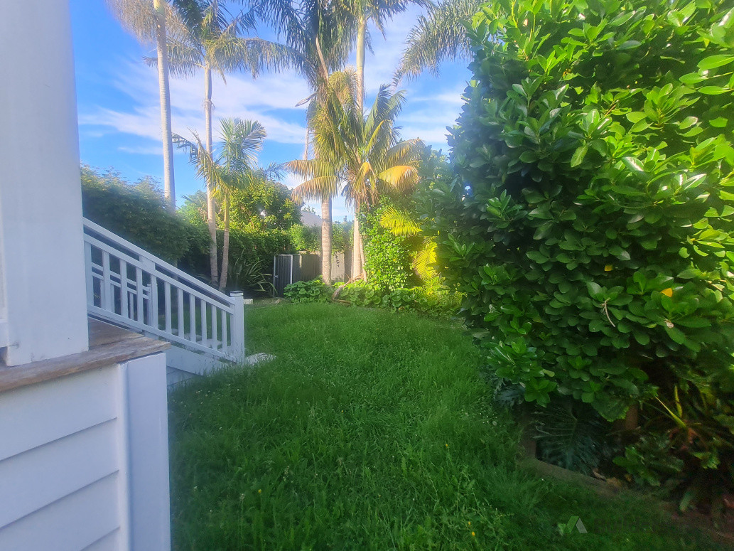 Neglected Ponsonby backyard