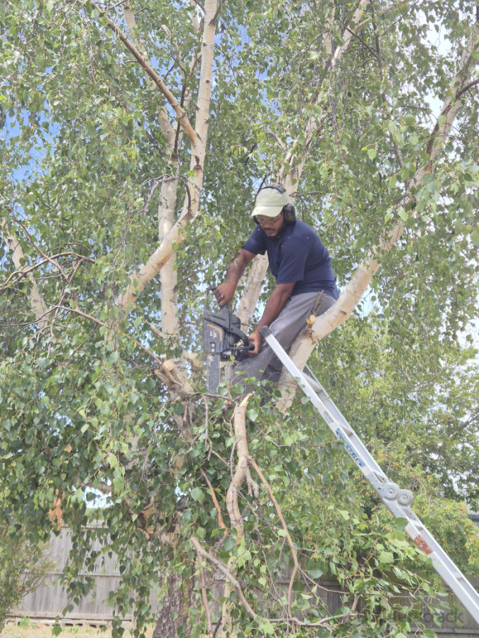 Trimming tree branches