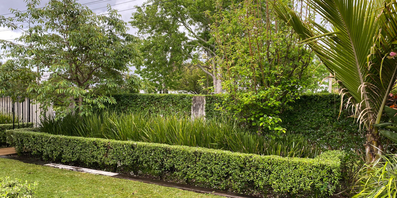 Fresh hedge trim of pittosporum box hedging