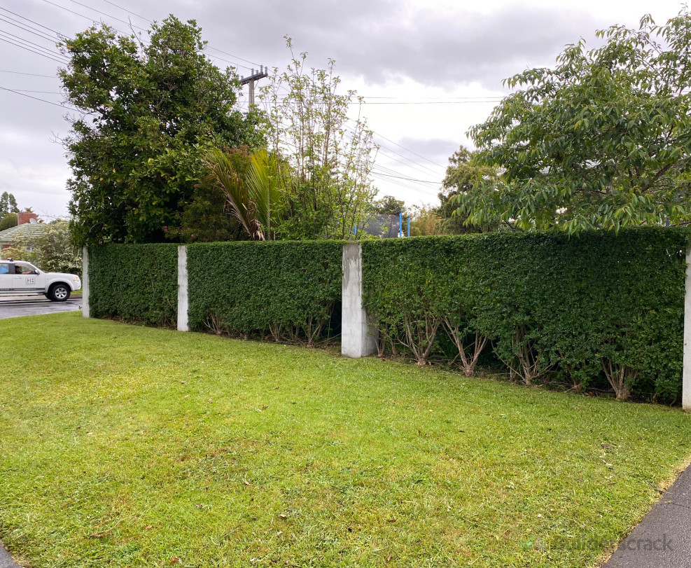 Cape Honeysuckle hedge trimmed up nicely,