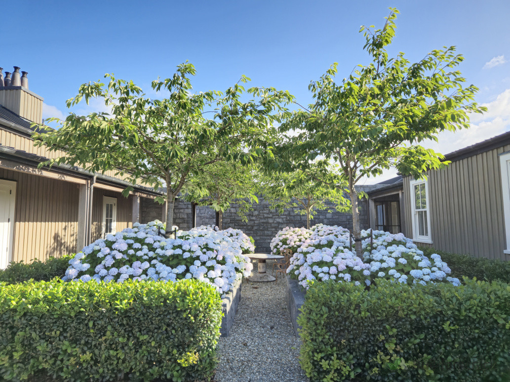 Hydrangeas in full bloom with Cherry trees above them, great box hedging surrouding this courtyard garden .