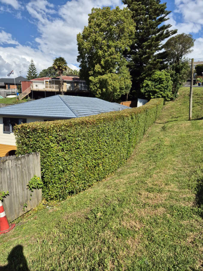 Tall Acmena hedge on a steep bank trimmed