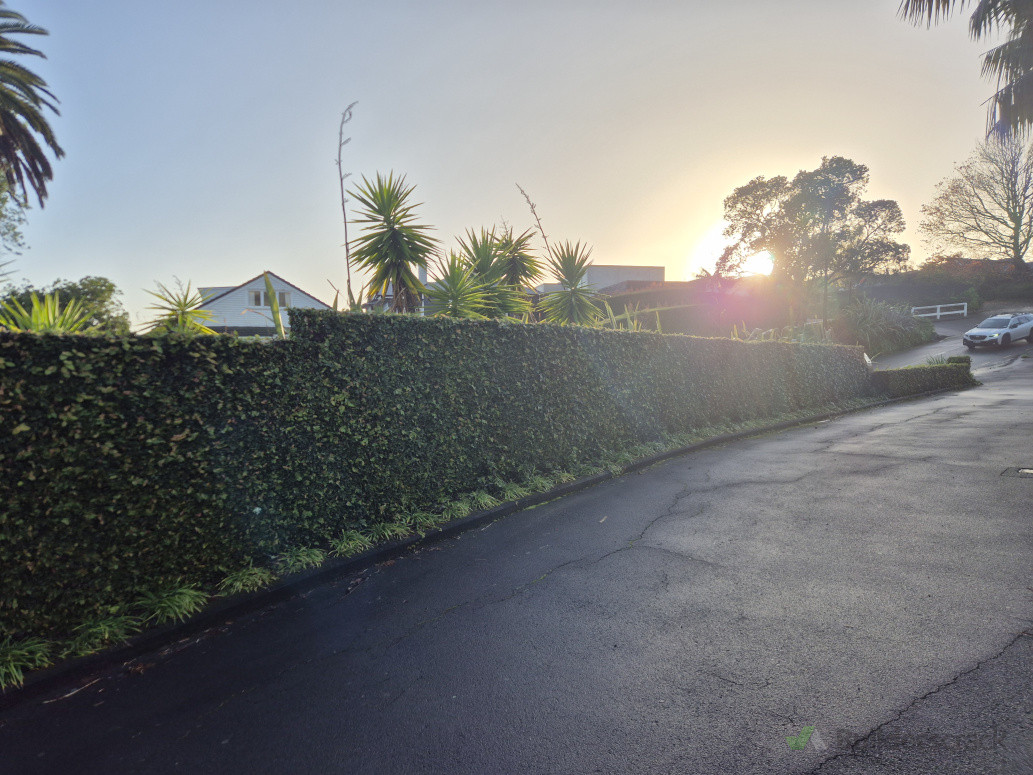 Creeping fig freshly trimmed with Leriopes along the curb