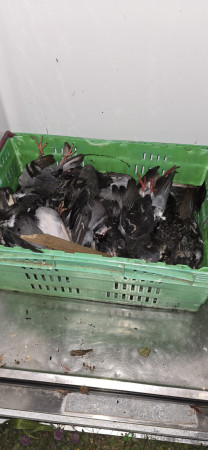 These birds had been nesting and decicating all the this farm owners animal food stores and the roof spacing making it impossible for the ownes to sleep