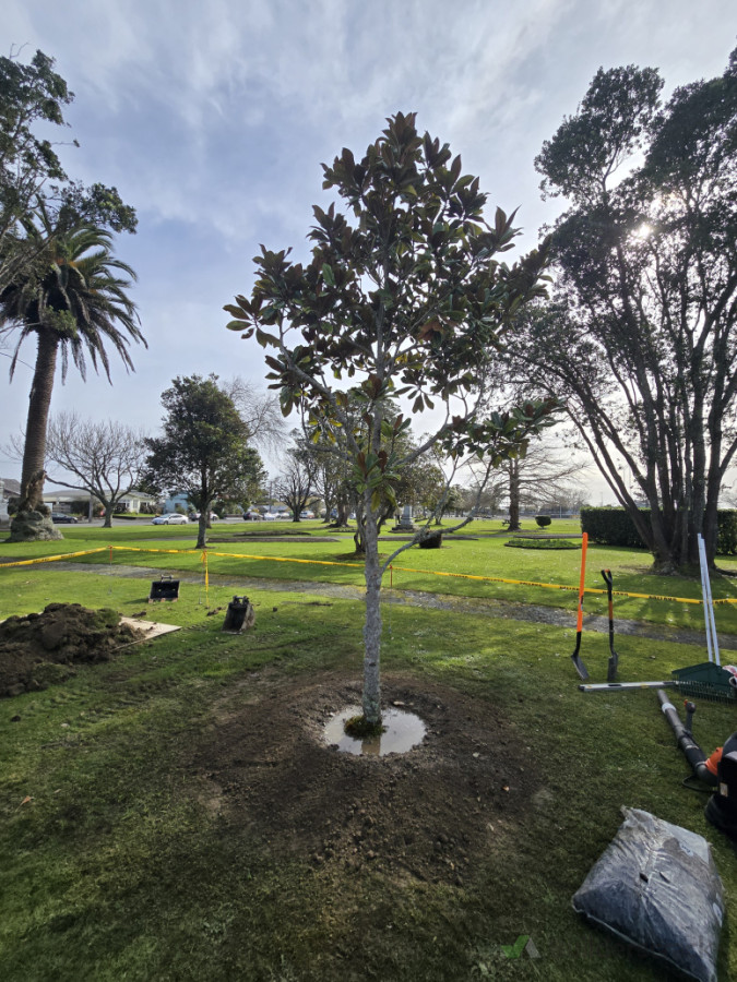 Magnolia tree transplant