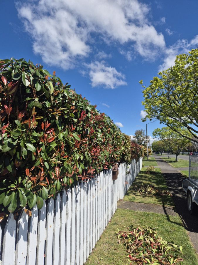 Red Robin hedge trimmed