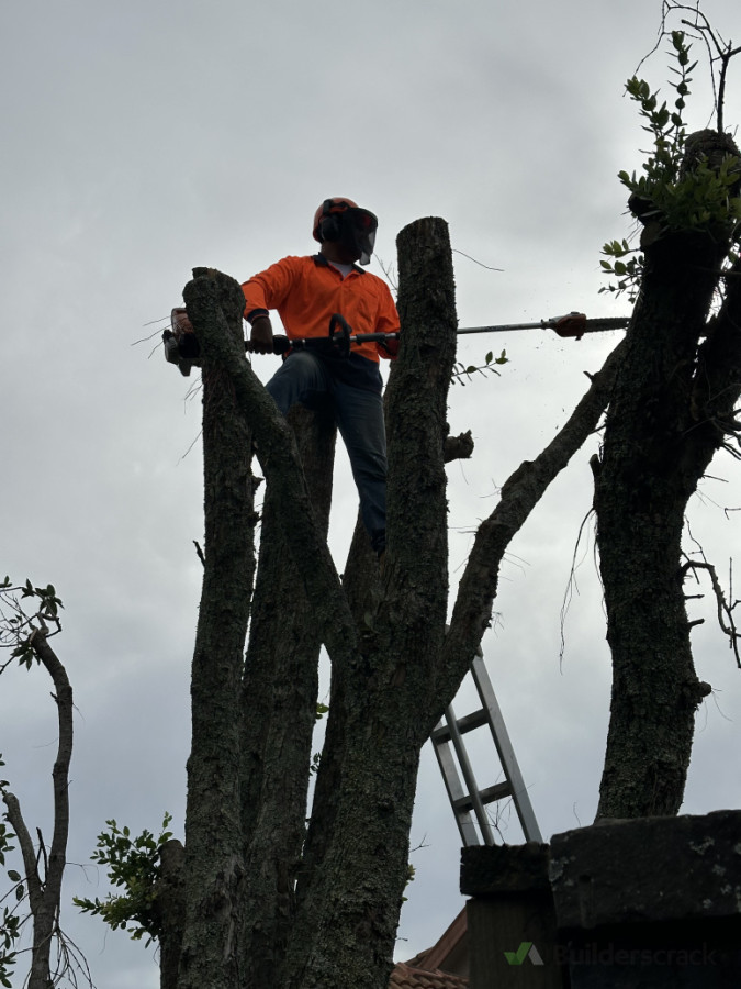 Tree Cutting