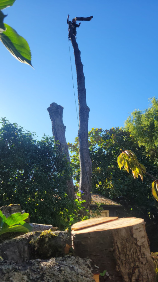 Cherry Tree Removal
