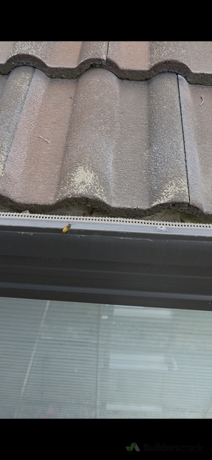 Wasps activities around roofline