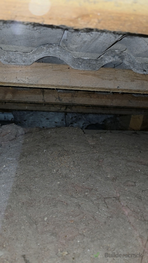 Active wasps nest in roofvoid