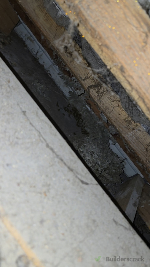 Heaps of dead wasps and core nest