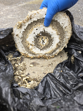 Wasps nest removed