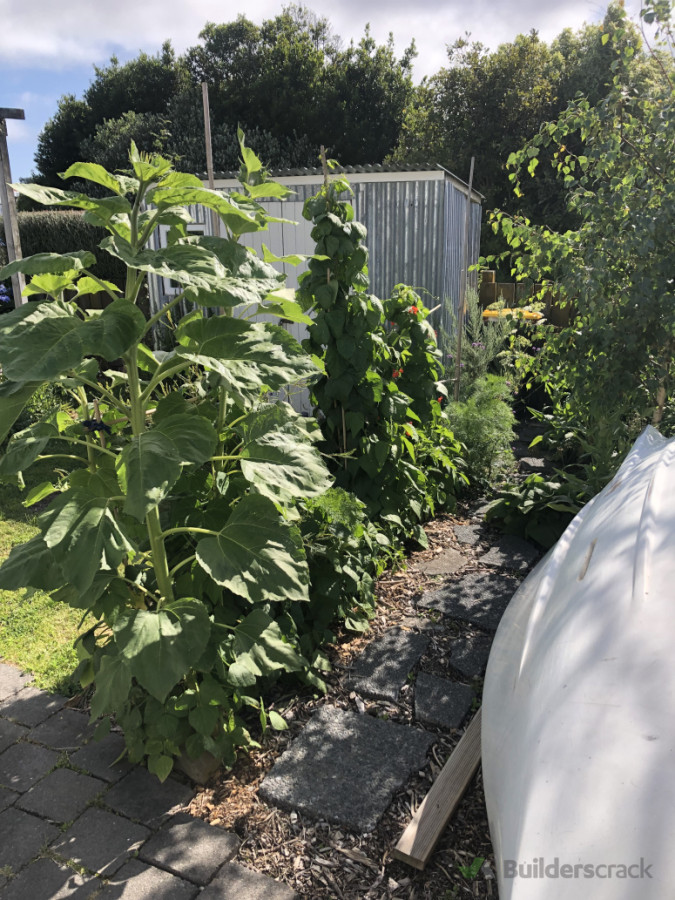 Crazy paving path and planting