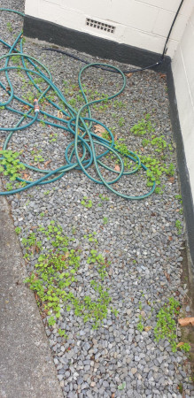 Before.. Weeds Pulled