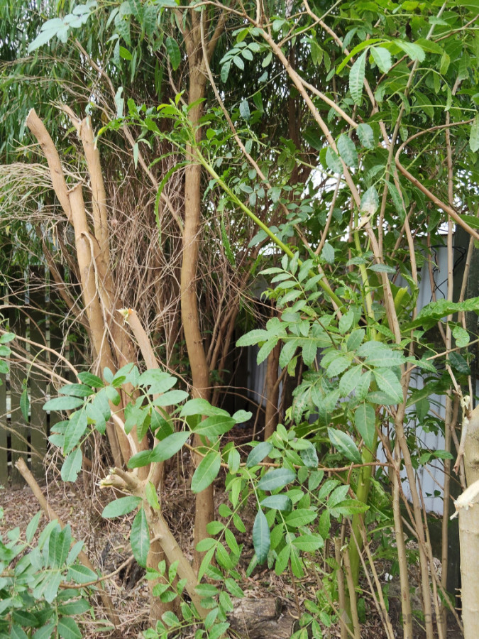 Before photos of the scrub