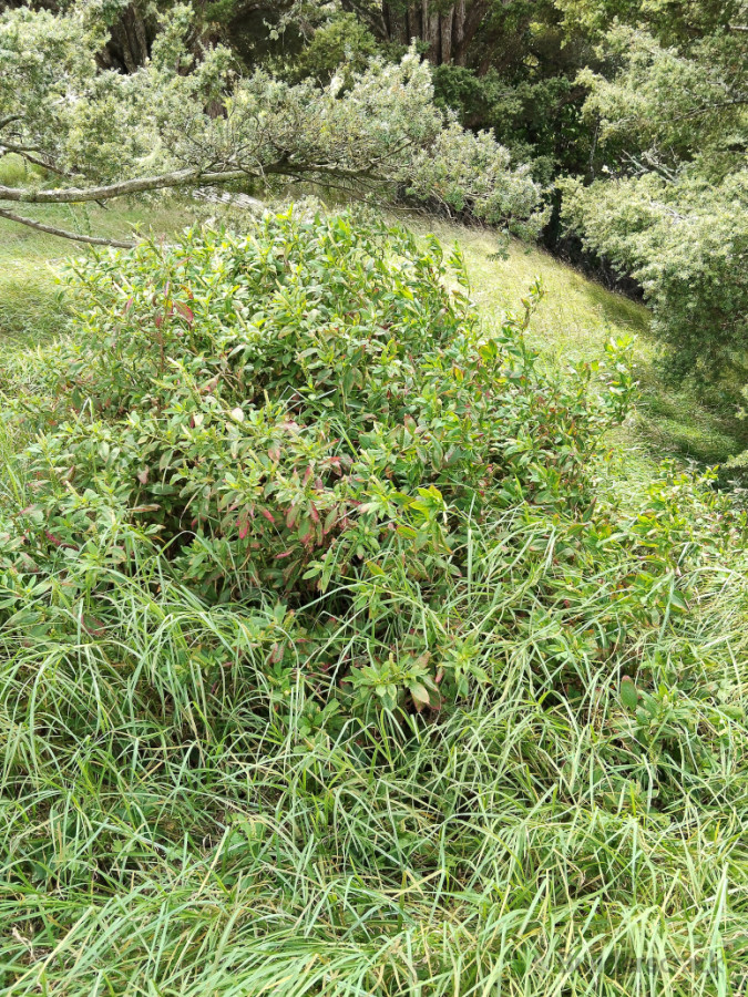 Out of control weeds