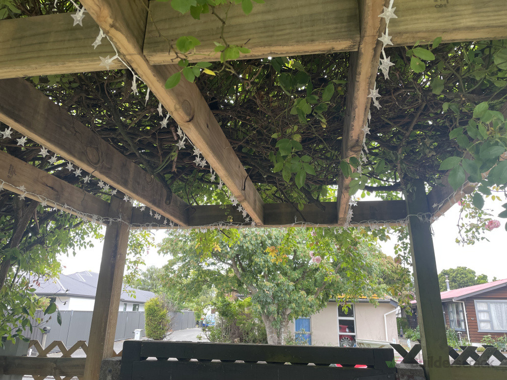 Underneath a pergola I built to support a rose tree.