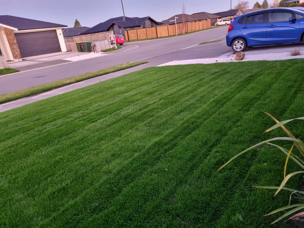 Lush & dog friendly lawn with 100% uniformed seeds.