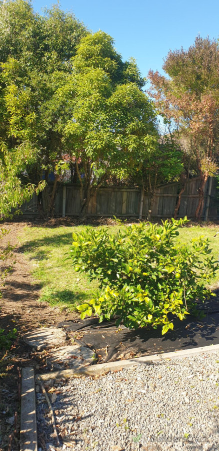 During, Lower Branches Removed