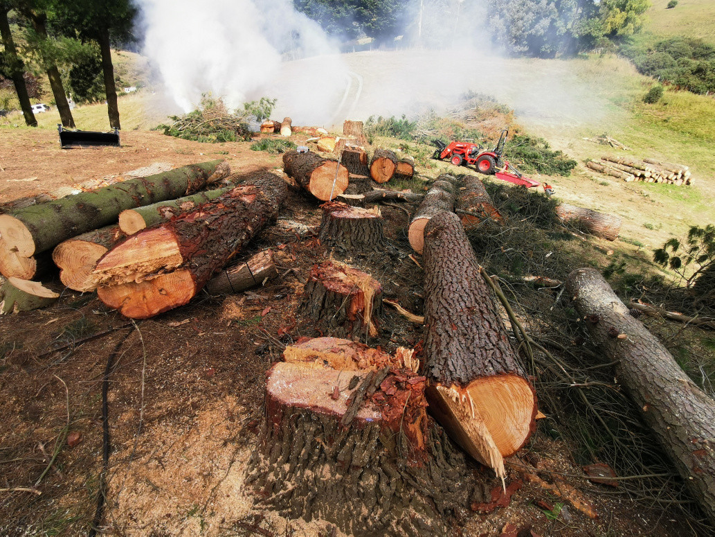 Tree removal
