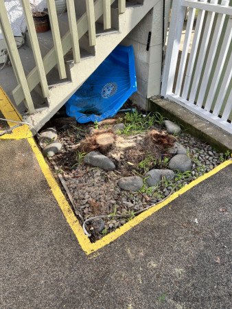 Stump Before