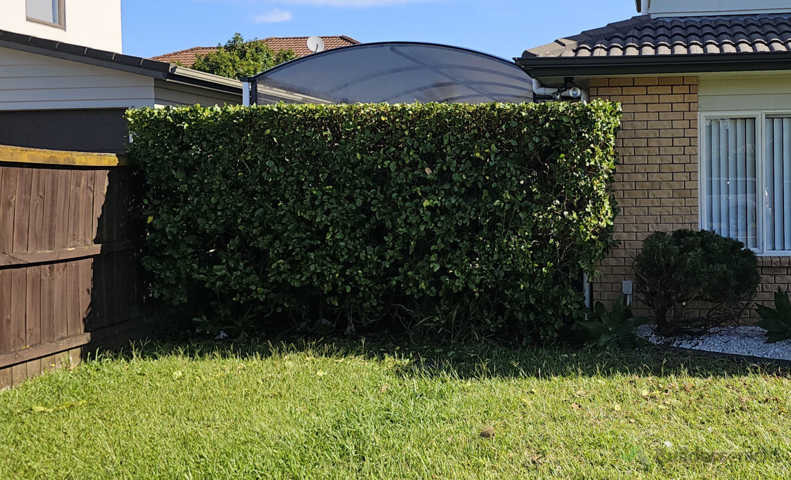 over grown hedge brought back to life