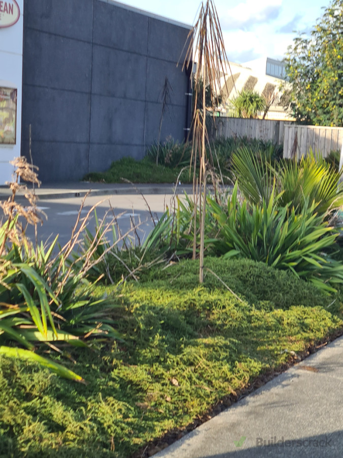 Commercial Native Planting