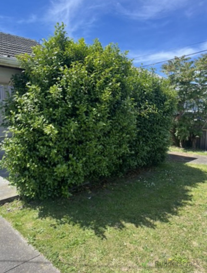 Before Hedge Trimming
