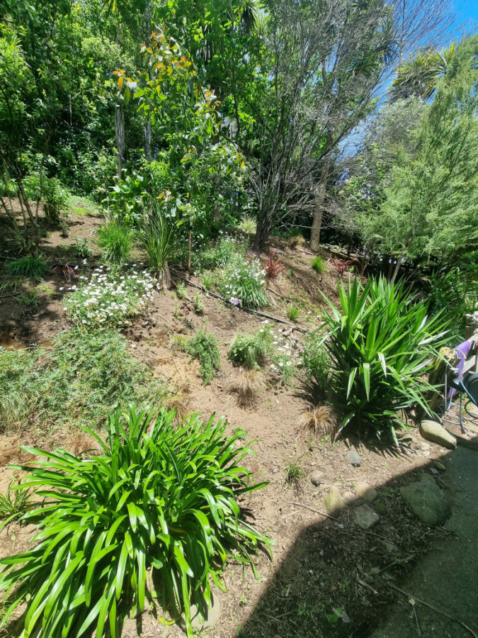 Bush clearing and new native planting
