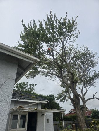 I climb nice and high..