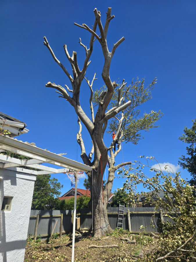 Day 2 - Making logs in the.. hot sun!