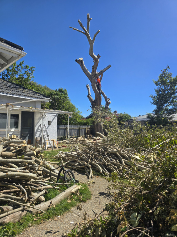 Now 'chog' away at this