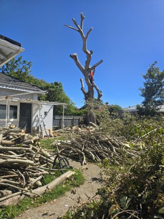 Now 'chog' away at this