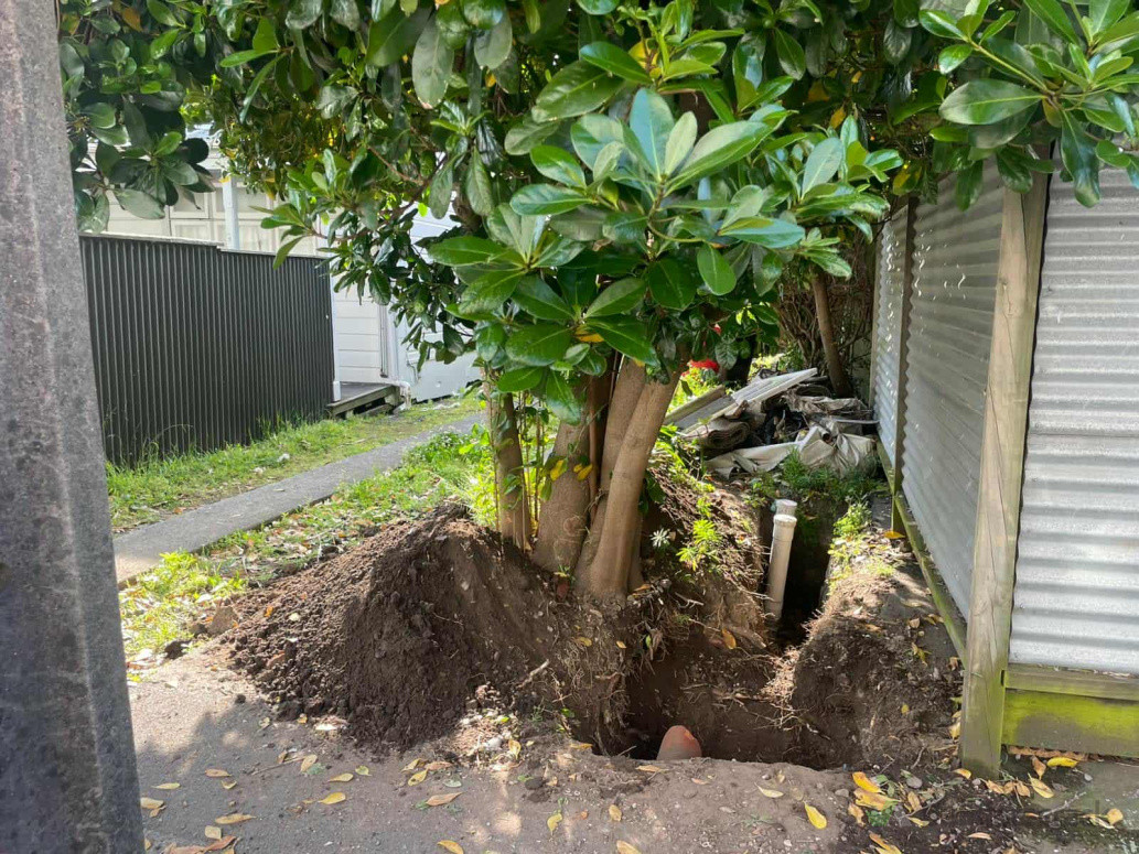 Tree removal and root excavation completed safely to clear the area and prevent future damage.