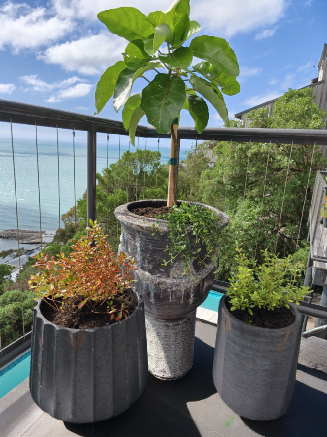 Planting with colour, texture and contrast