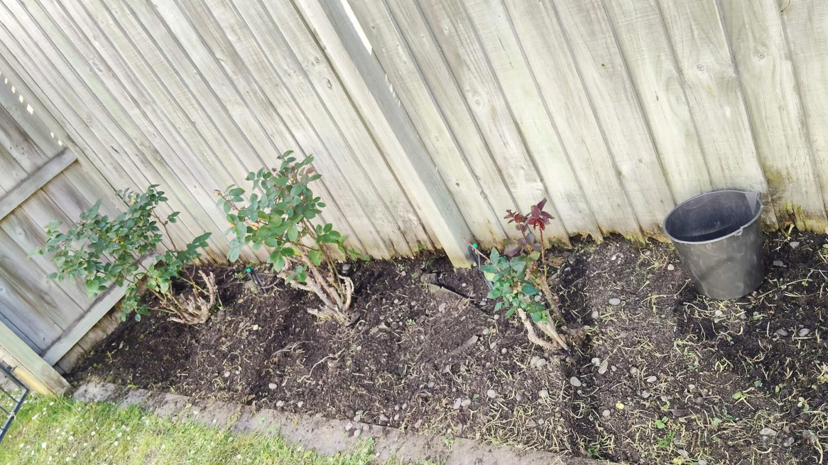 Clients Rose Garden Pruned and Weeded for end of Flowering Season