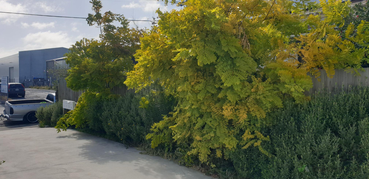 Before, Middle Facing Down Driveway