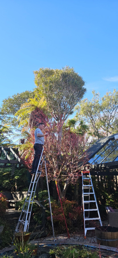 Winter pruning