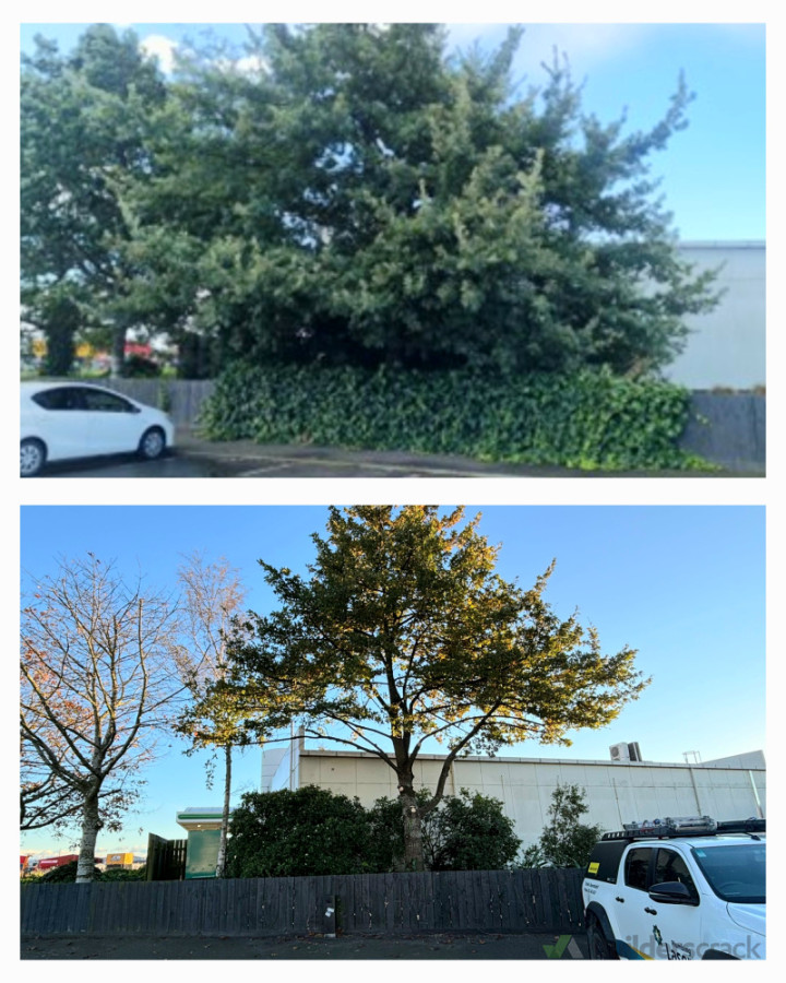 Tree maintenance
