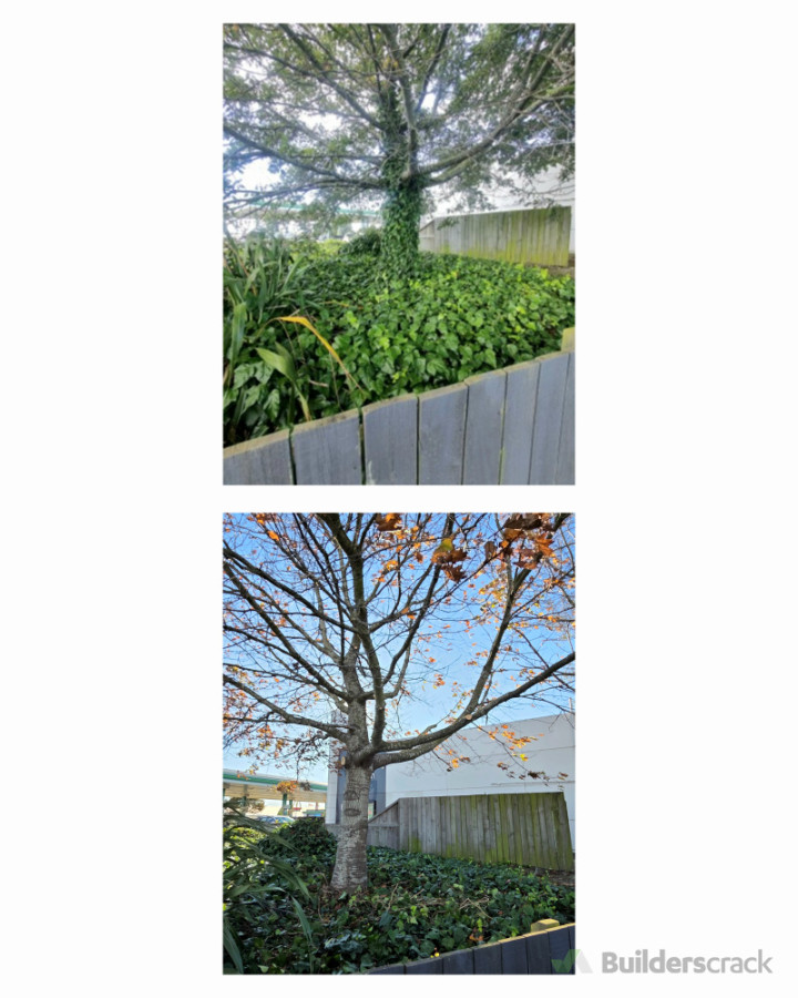Tree maintenance