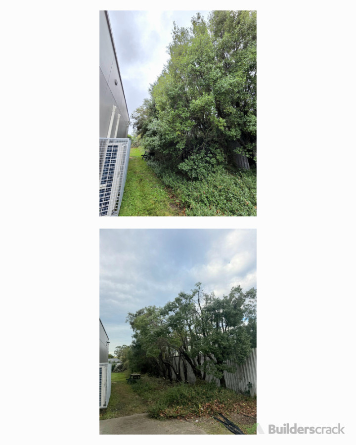 Tree maintenance