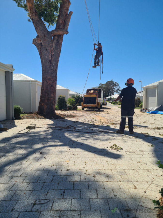 We specialise in all aspects of Tree work. There is no job too big or small we do it all.