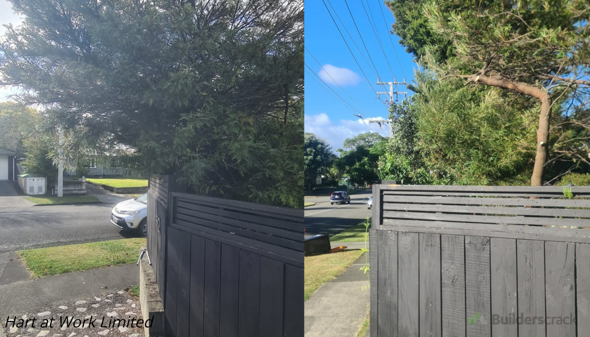 Tree removal :)