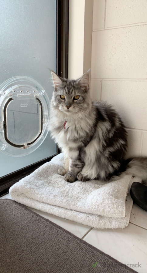 Cat door installation and glass replacement