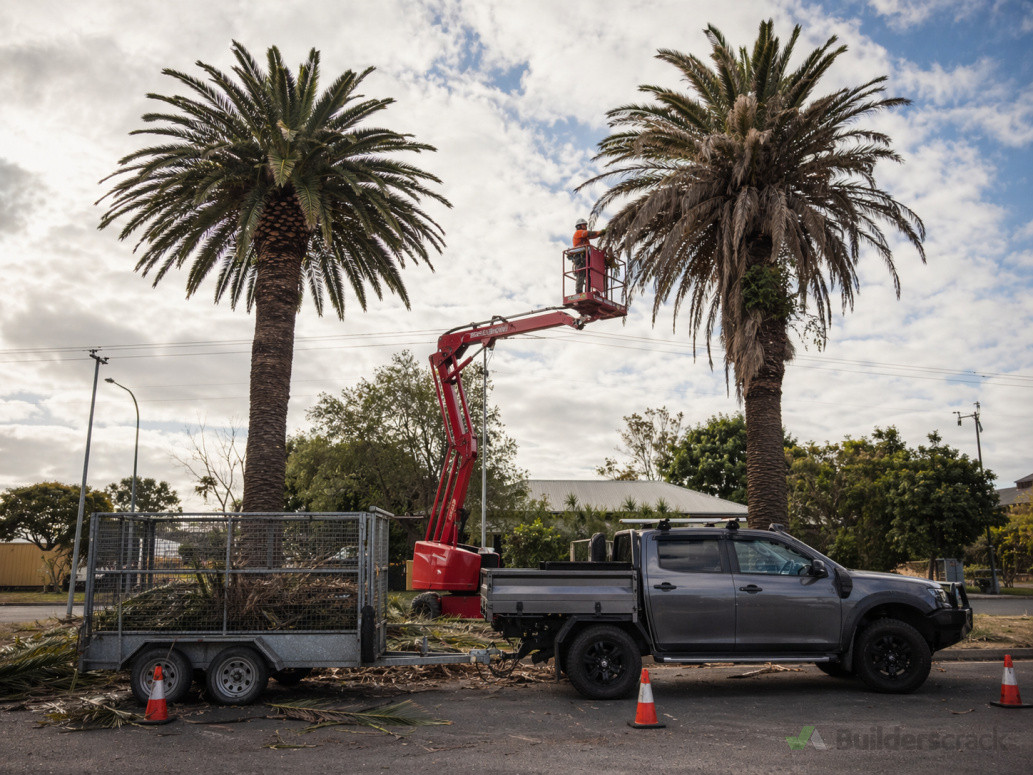Palm tree cleaning