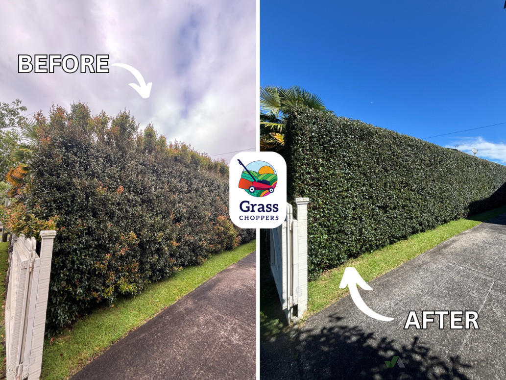 Hedge trimming in Mount Albert, Auckland