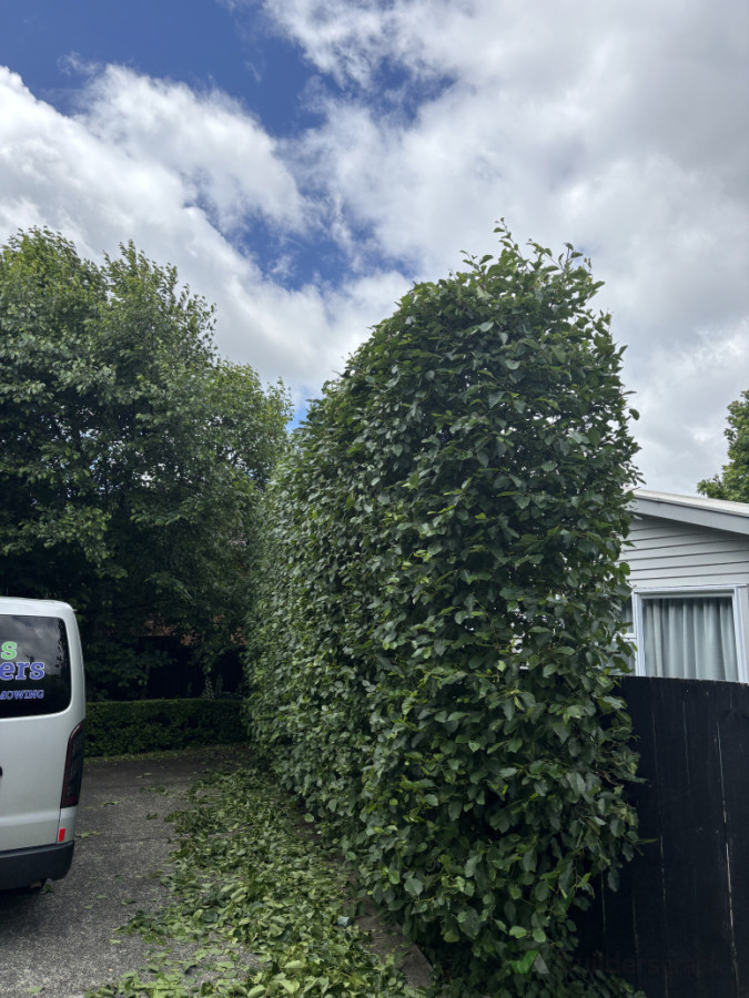 Hedge trimming Mount Eden, Auckland