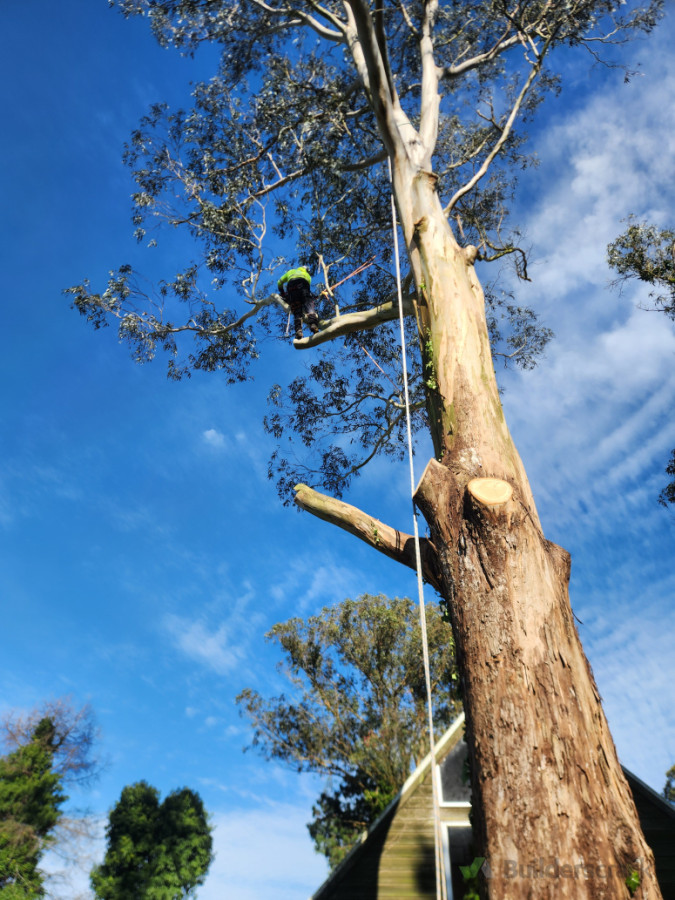 Advanced tree dismantle and removal