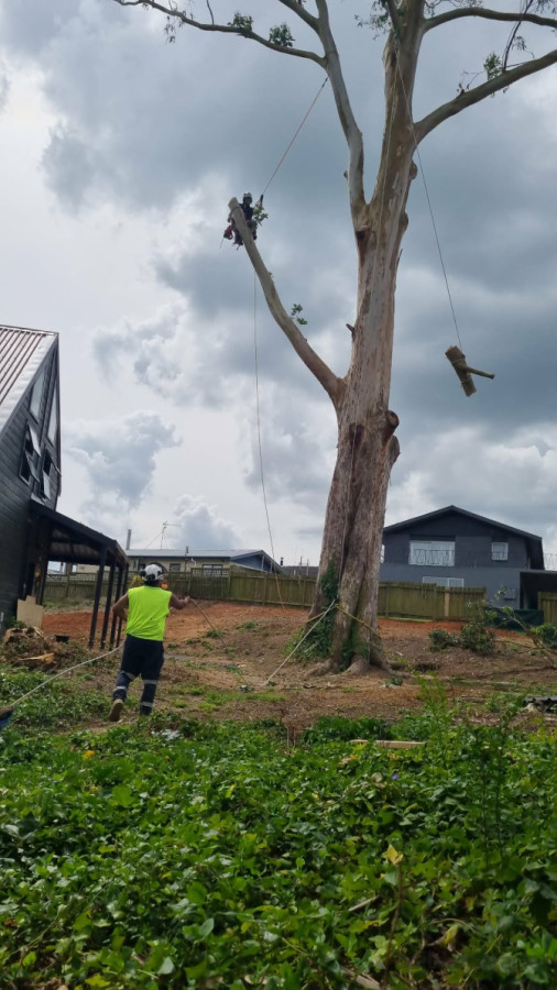 Tree rigging dismantle