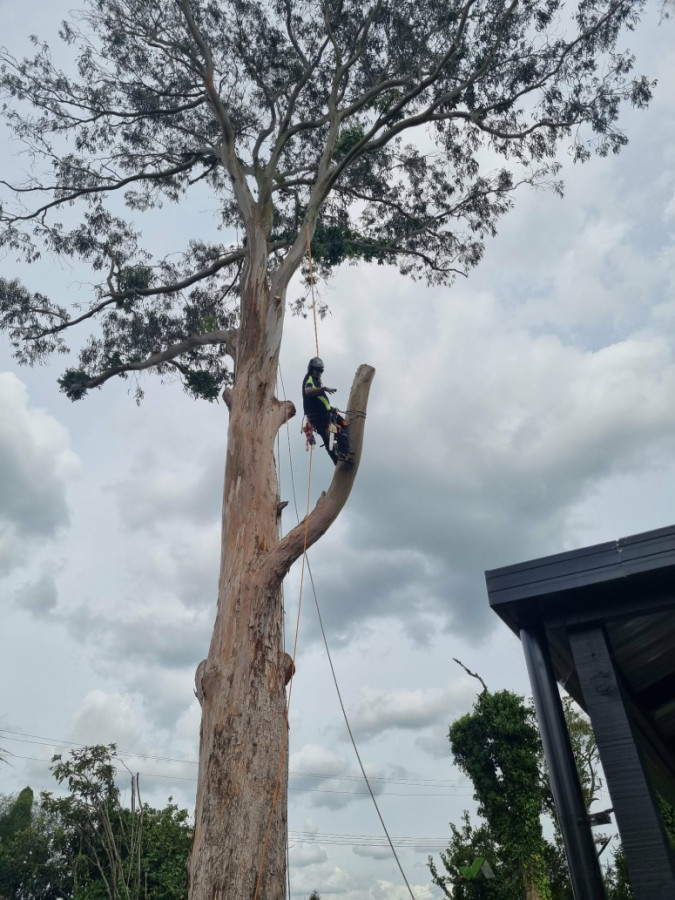 Large gum tree dismantle and removal